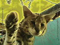 Catbox Theory