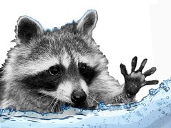 Image for Jettykoon
