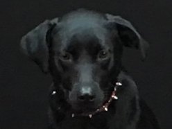 Image for Underdog