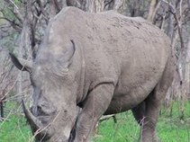 Concrete Rhino