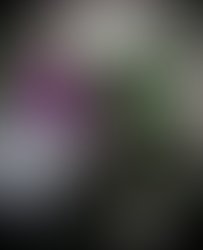 Videotophoto 639045201912325604