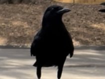 Black Corvid Music