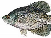 Panfish