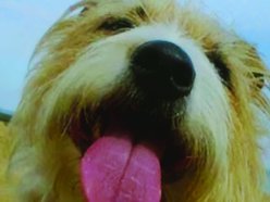Songdog