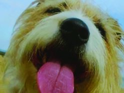 Songdog