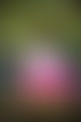 Img 1474