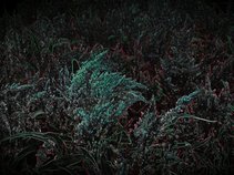 Excoriated Grace