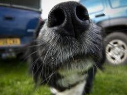 Wet Nose Dogs