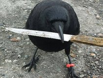 Ebenezer The Crow