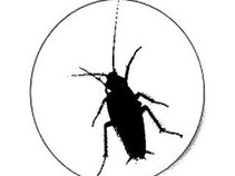 COCKROACH