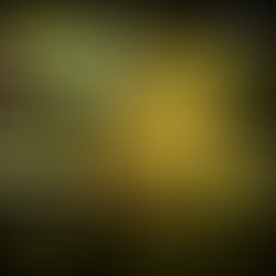 1325546004 truth translator cover