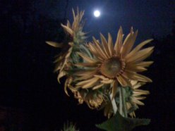 Nocturna 13