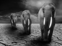The Sleeping Elephants