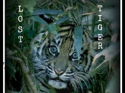 LoSt Tiger