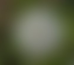 Common groundsel fluff