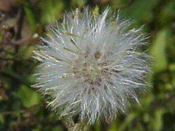 cjb groundsel