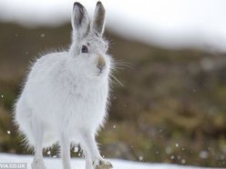 SIBERIAN SNOW RABBIT