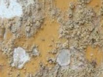 Salt Damp