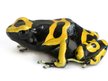 Golden Dart Frog  ARTIST OF 1315