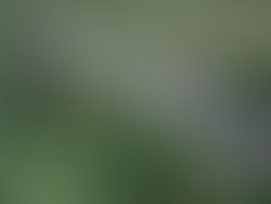 Les ireland sm 1269064653