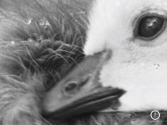 The Comforts Of Madness