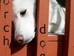 Porch Dog