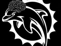 dolphinbrain