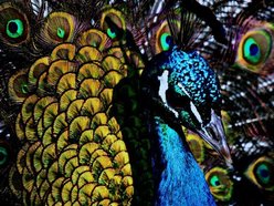 Harvest Media Company