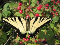 Teresa Dann Sbrocchi