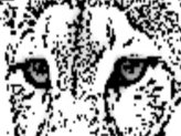 Los Pumas Blancos