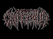 Cryptophilia