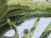 Stoners Corner