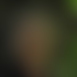 1354913679 donnarosestewart