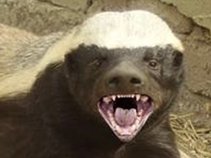 Honeybadger