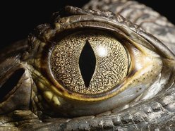 Crocodile Candy
