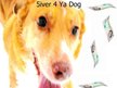 5iver 4 Ya Dog