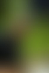 Photoroom 20240609 172941