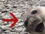 DJ MikiP aka The Happy Seal