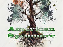 American Sycamore