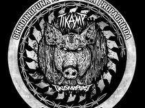 TIKAMP (Tikus Kampung)