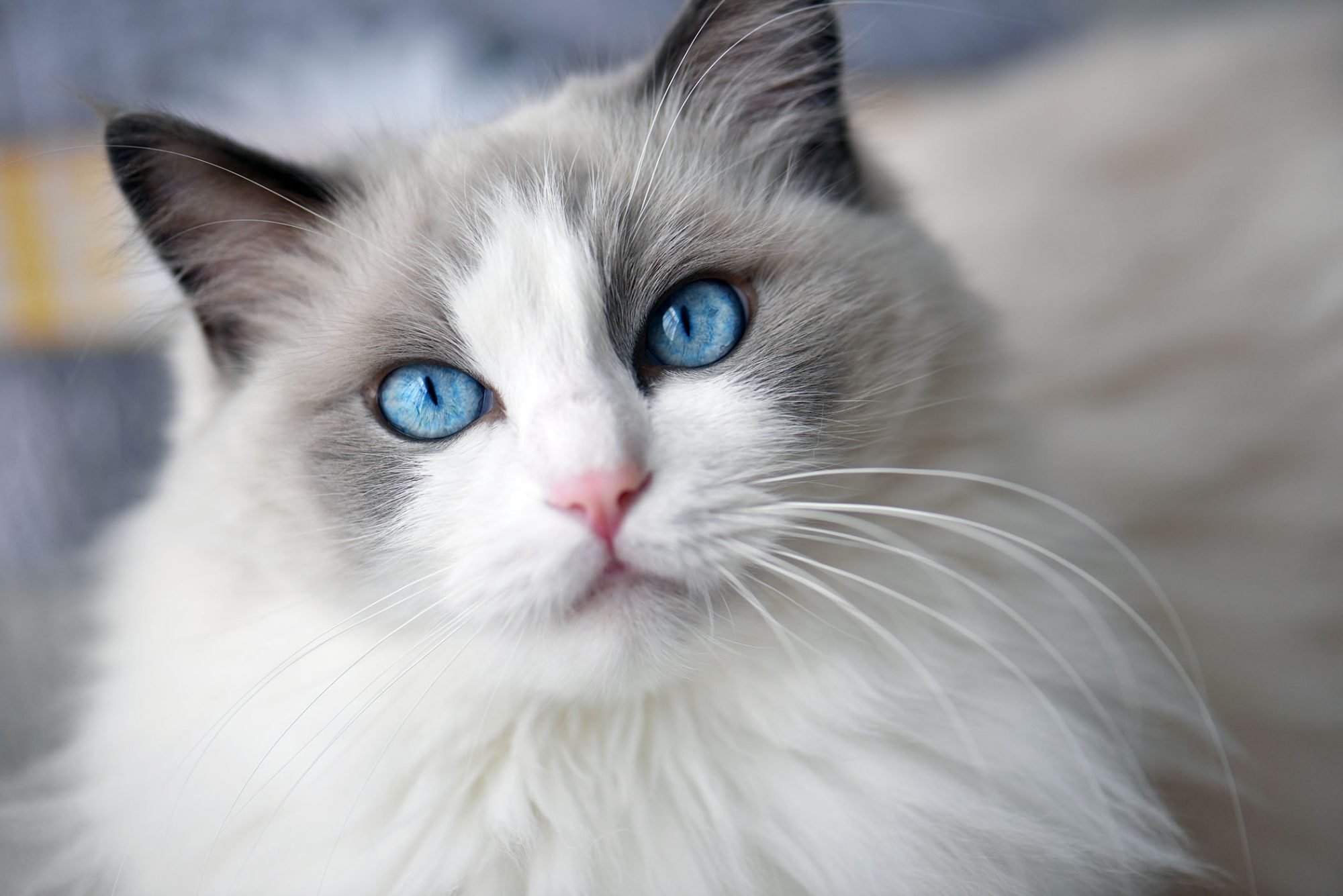 Ragdoll kittens for sale | ReverbNation