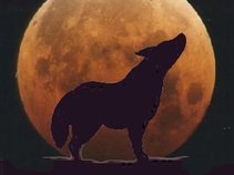 coyote moon