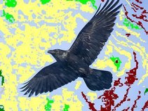 Consider The Ravens