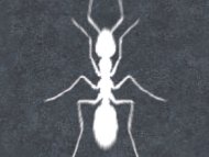 N.C.M.