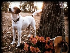 Image for The Bird Dogs Tx