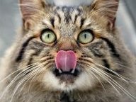 Banana Flavoured Dubcats