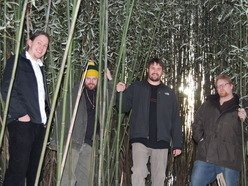Image for wandering root