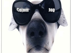 The Mojo Dogs
