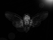 Cicadidi