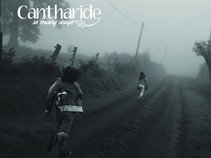 CANTHARIDE.